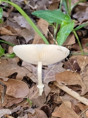 Amanita bisporigera