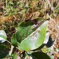 Gymnosporangium sabinae