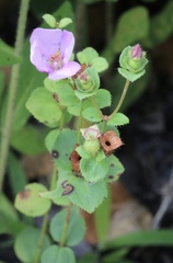 Rhexia nuttallii