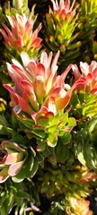 Mimetes fimbriifolius