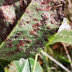 Gymnosporangium sabinae