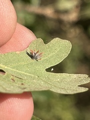 Cynips quercusechinus