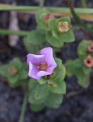Rhexia nuttallii