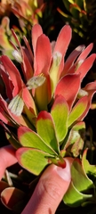 Mimetes fimbriifolius