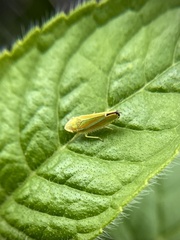 Graphocephala versuta