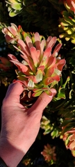 Mimetes fimbriifolius