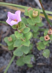 Rhexia nuttallii