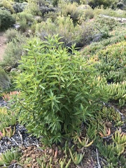 Nidorella ivifolia