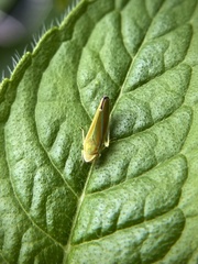 Graphocephala versuta