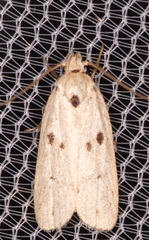 Scythropiodes issikii