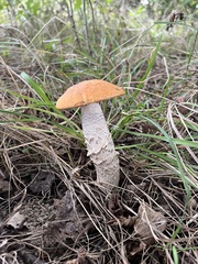 Leccinum albostipitatum