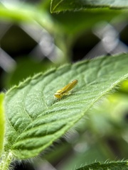 Graphocephala versuta