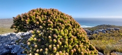 Mimetes fimbriifolius