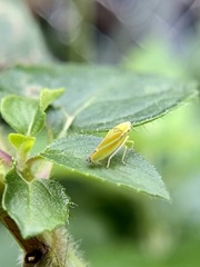 Graphocephala versuta