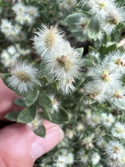 Galium serpenticum