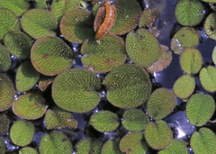 Salvinia minima