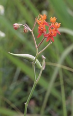 Asclepias lanceolata