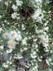 Galium serpenticum