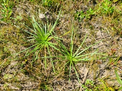 Littorella uniflora