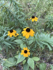 Rudbeckia triloba