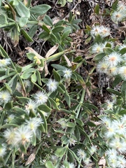 Galium serpenticum
