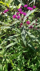Vernonia noveboracensis