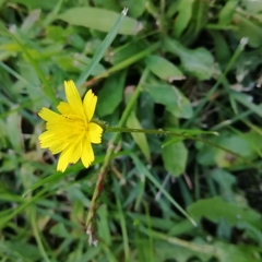 Cichorieae
