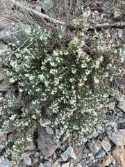 Galium serpenticum