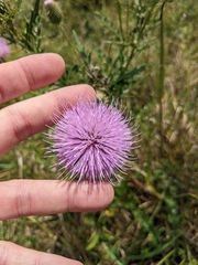 Cirsium discolor