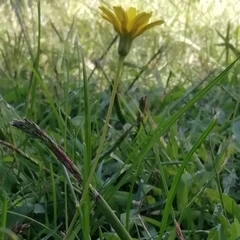 Cichorieae