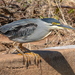 Sub-Saharan Striated Heron - Photo (c) copper, some rights reserved (CC BY-NC), uploaded by copper