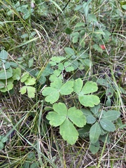 Aquilegia canadensis