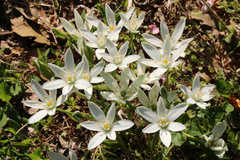Ornithogalum umbellatum