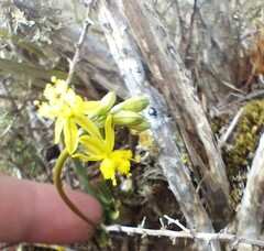Bulbine
