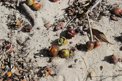 Diospyros nidiformis