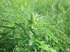 Ambrosia artemisiifolia