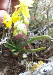 Bulbine