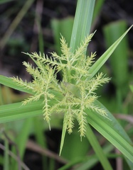 Cyperus