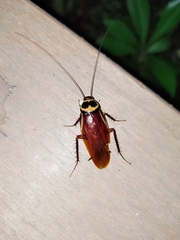 Periplaneta australasiae