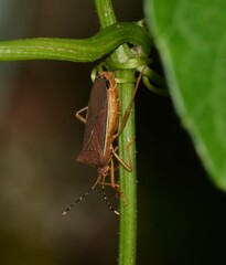 Anasa varicornis