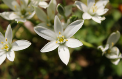 Ornithogalum umbellatum