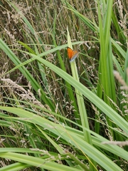 Lycaena dispar