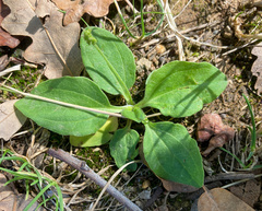 Plantago major