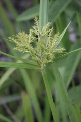 Cyperus