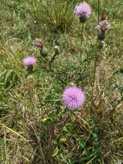 Cirsium discolor