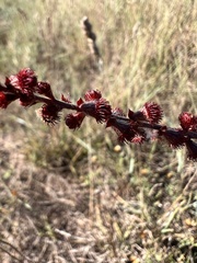 Agrimonia eupatoria