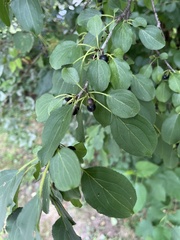 Rhamnus cathartica