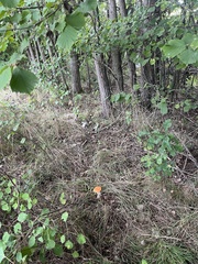 Leccinum albostipitatum