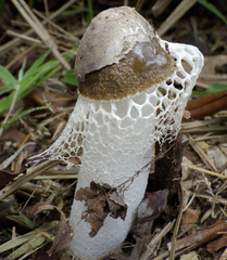 Phallus merulinus