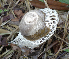 Phallus merulinus